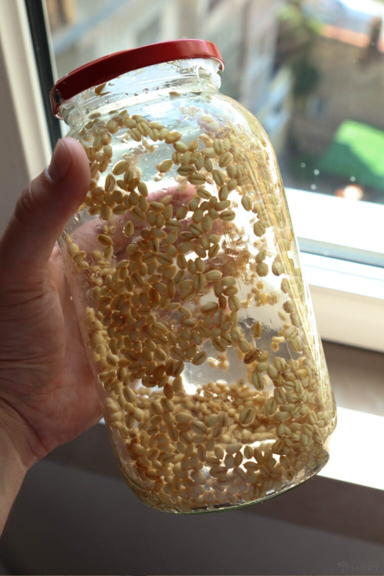 rinsed wheat sprouts inside mason jar