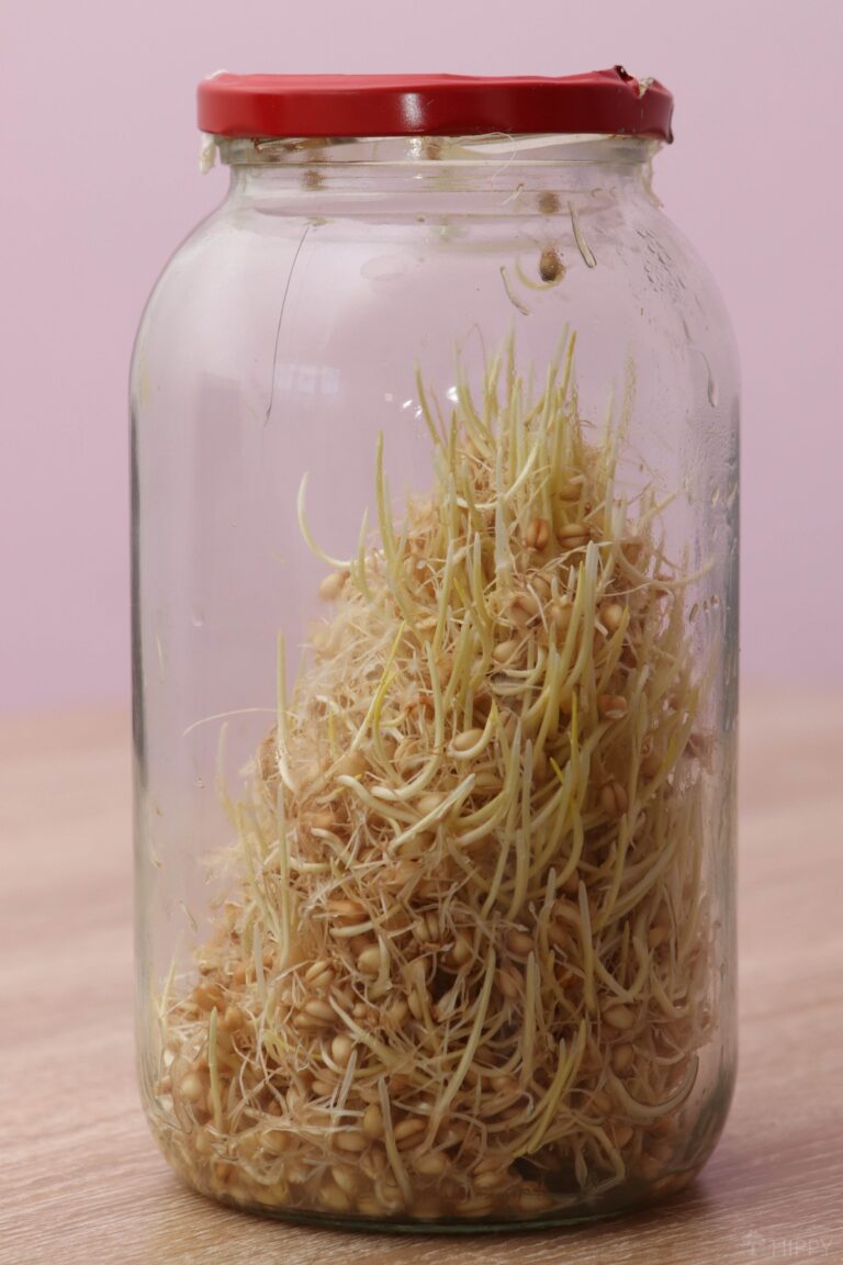 wheat sprouts in glass jar on day 5 almost done