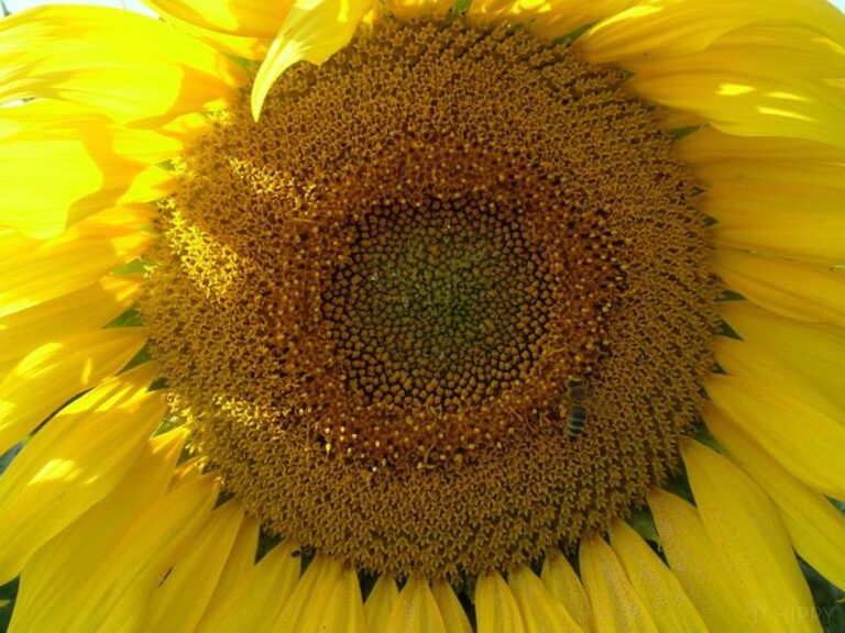 Russian mammoth sunflower