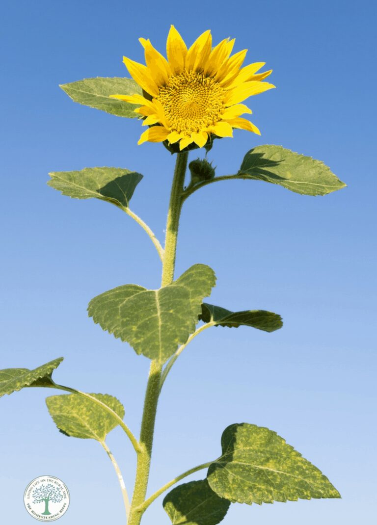 Russian mammoth sunflower flower and stem