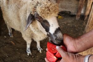 a sheep eating a chopped tomato