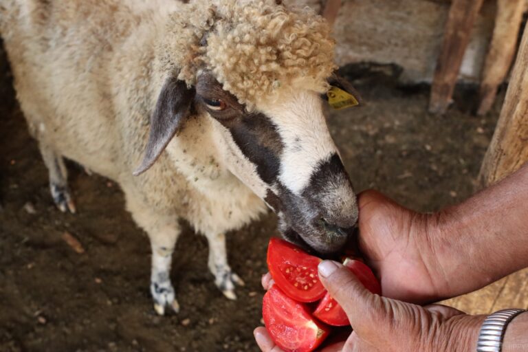 a sheep eating a chopped tomato