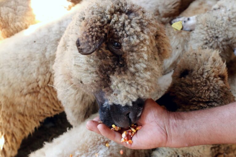 a sheep eating some corn