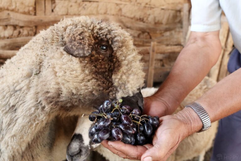 a sheep eating some grapes