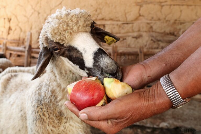a sheep enjoying some apples