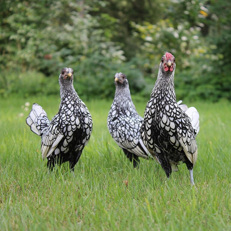 three Bantam Wyandotte chickens
