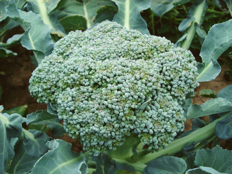 The Best and Easiest Way to Get Worms Out of Broccoli