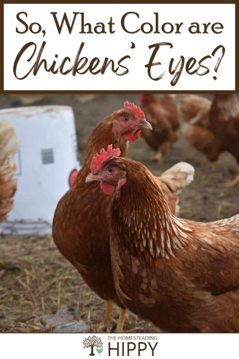 chicken eyes color pinterest