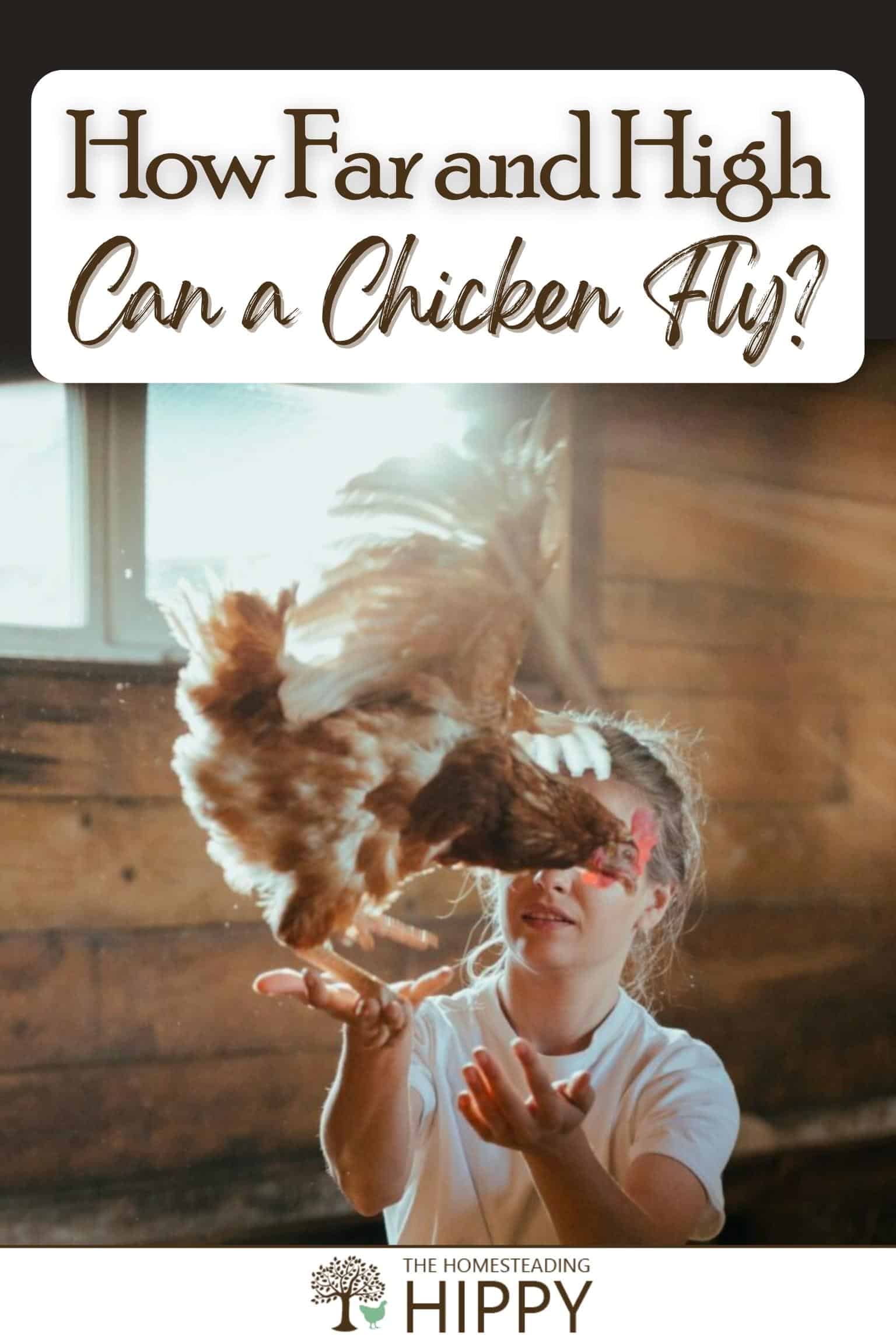 How Far and High Can a Chicken Fly?