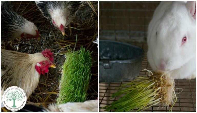 chickens and rabbit eating fodder