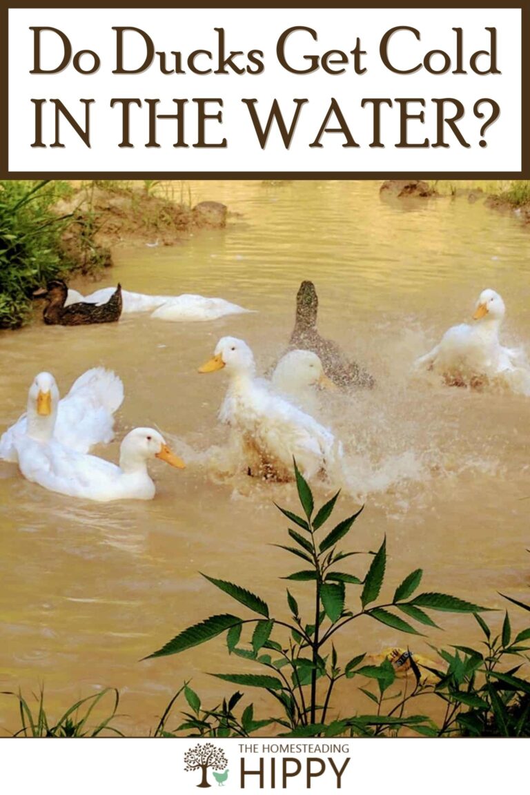 ducks in water pinterest