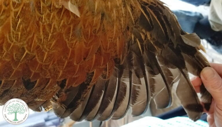 feathers on chicken wing in need of trimming