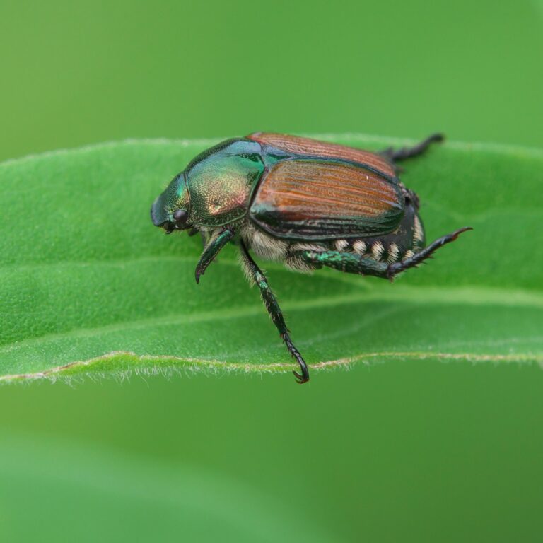Getting Rid of Japanese Beetles for Good