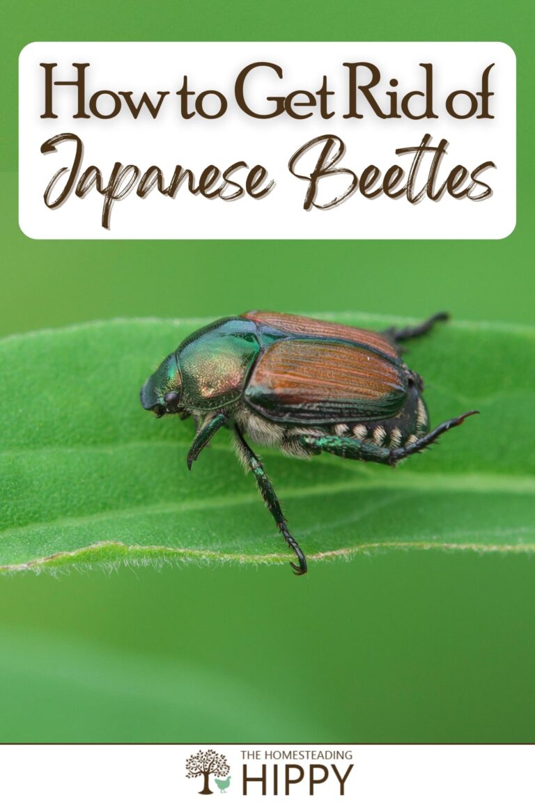 japanese beetles pinterest
