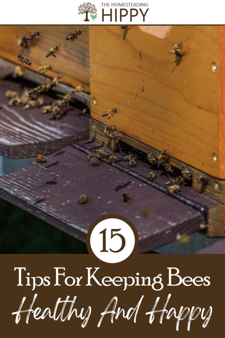 keeping bees healthy pinterest