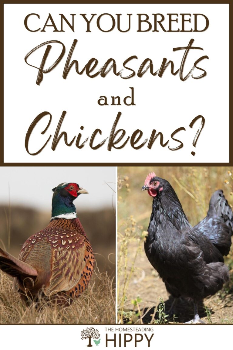 pheasant and chicken breeding pinterest