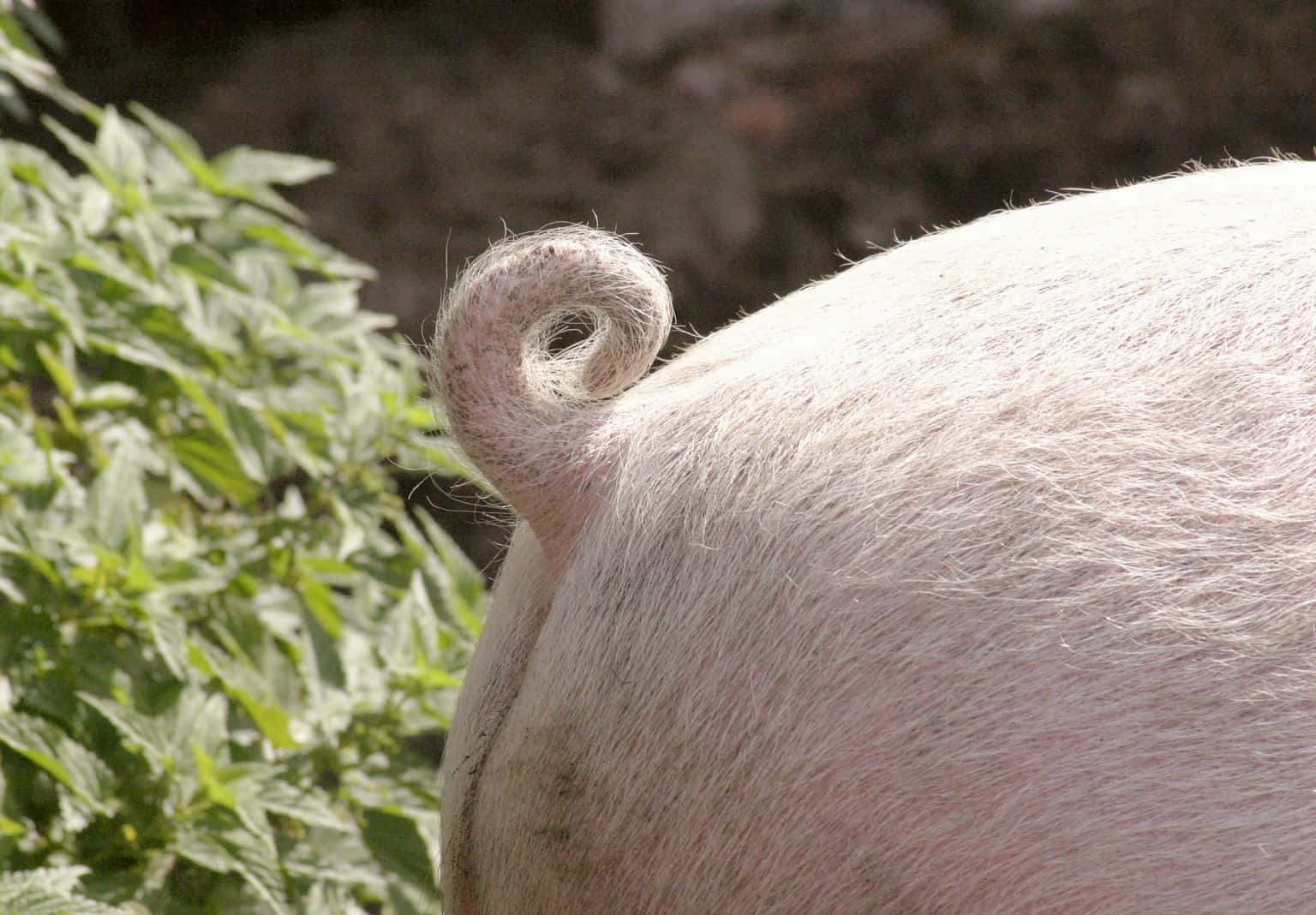 So, Why Do Pigs Have Tails, Anyway?
