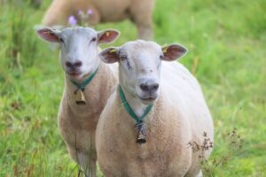 sheep wearing bells