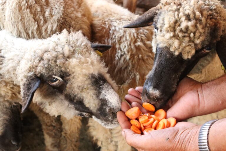 two sheep eating sliced carrots