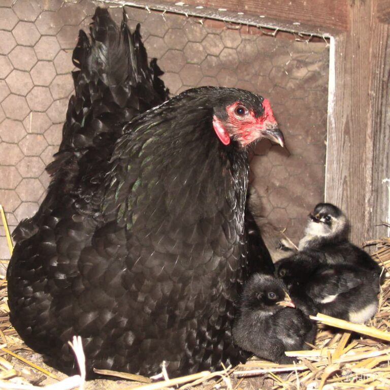 Australorp broody hen with three baby chicks