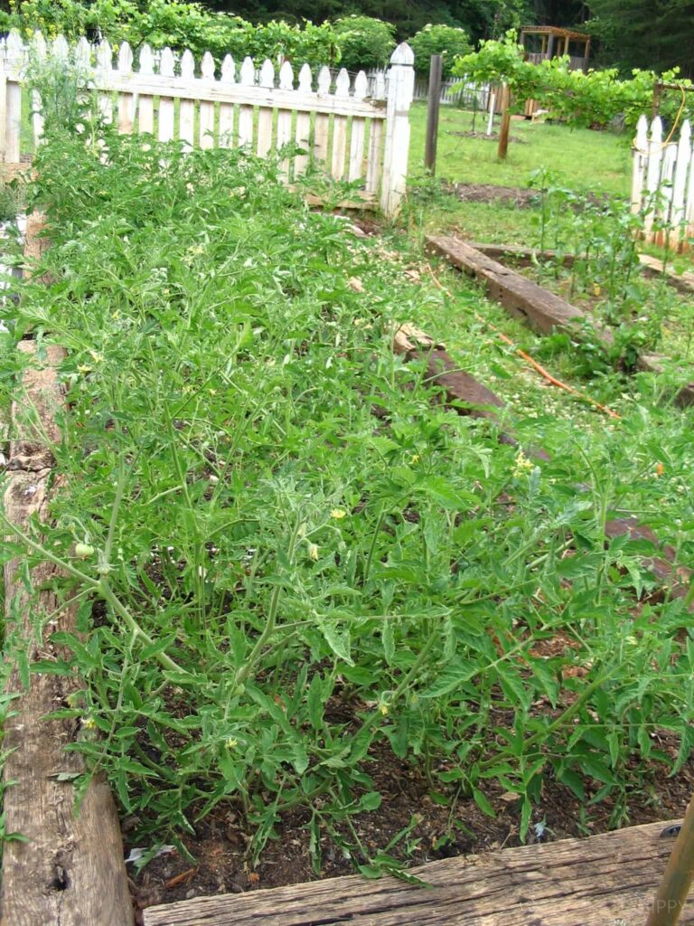 Roma tomato plants growing in raised bed