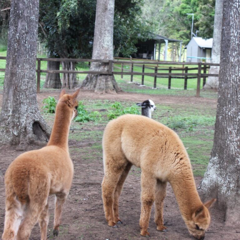 a couple of alpacas