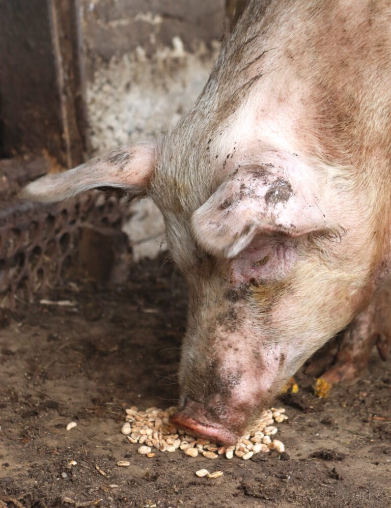 a pig enjoying some peanuts