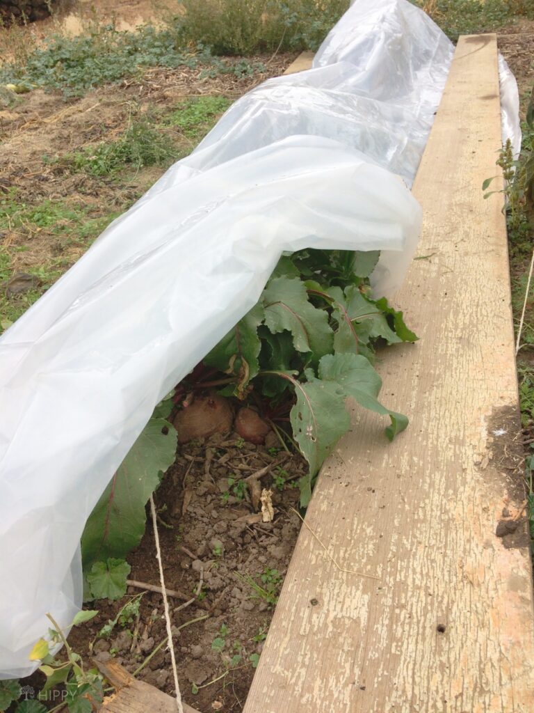 beets in the garden covered with plastic sheets