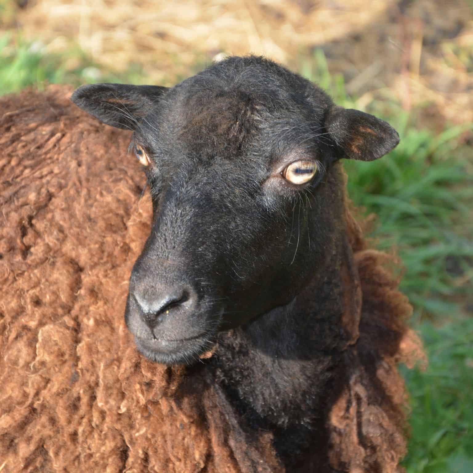 So, Why Do Sheep Have Rectangular Pupils?
