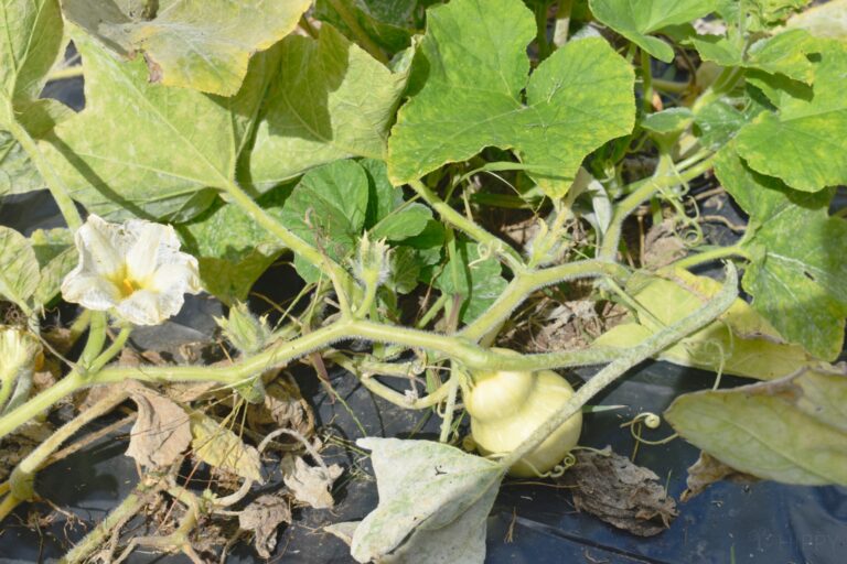 butternut squash plant with flower and fruit