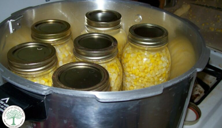 jars filled with corn in canner