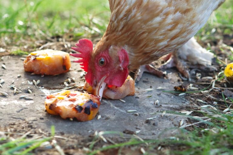chicken eating a frozen plum pear and apple treat