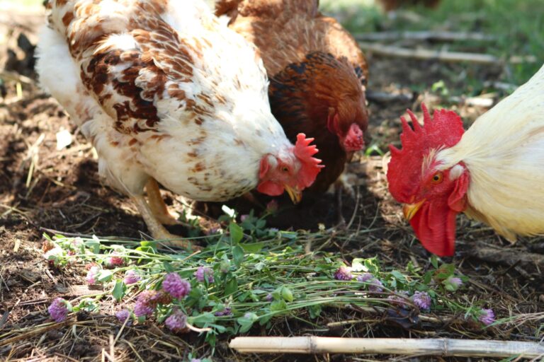 chickens eating some clover