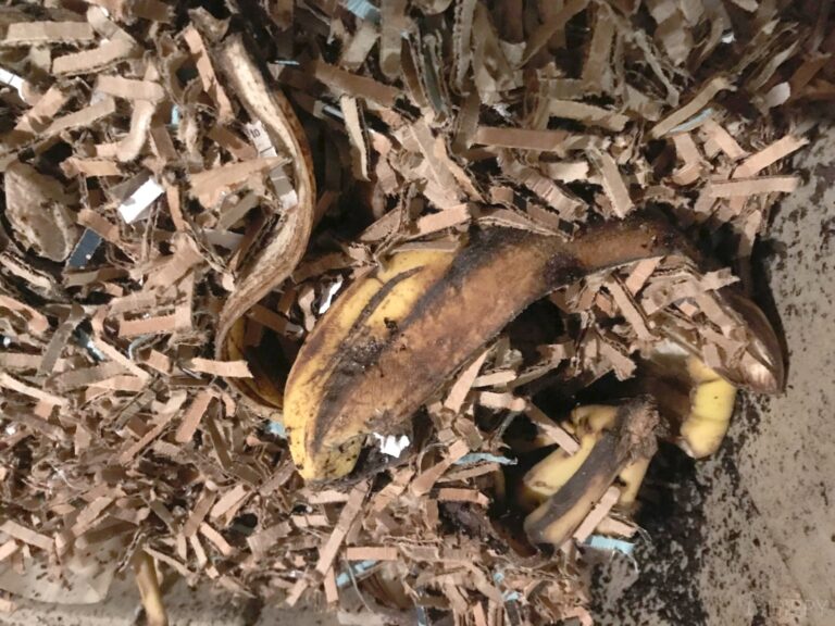composting with shredded paper and banana peels