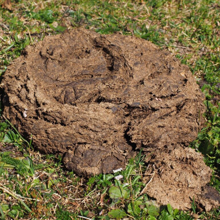 cow dung
