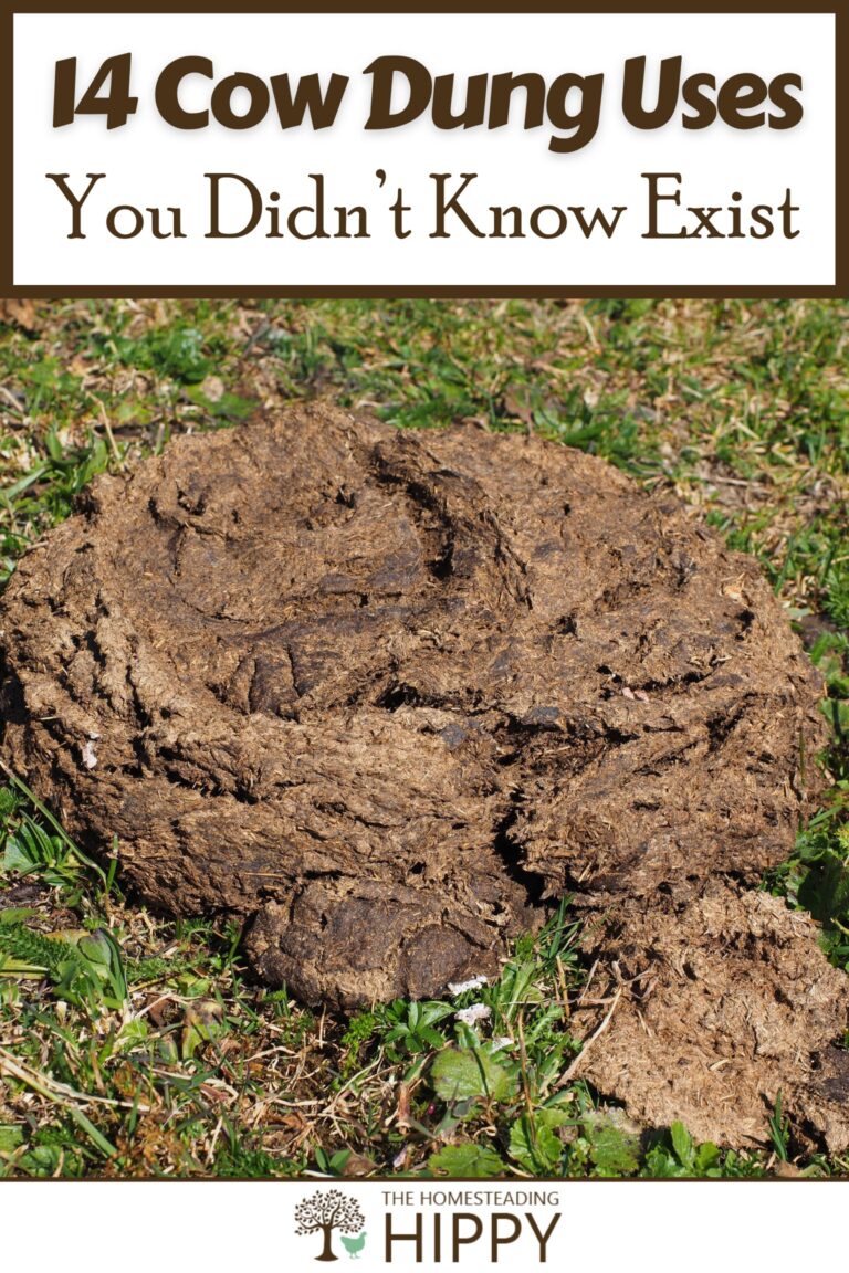 cow dung uses pinterest