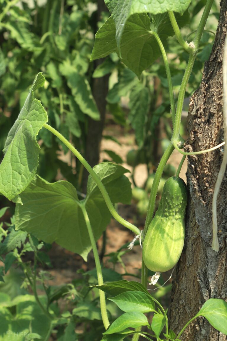 cucumber plant and fruit