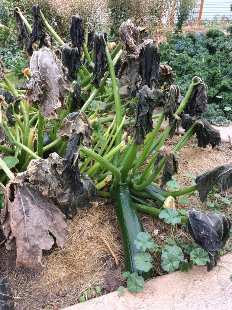 dead zucchini plants after frost