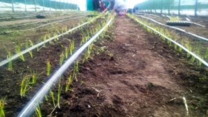 drip irrigation for seedlings
