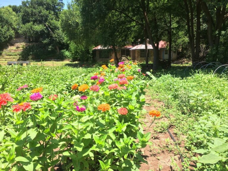 flowers and intercropping in permaculture zone 1