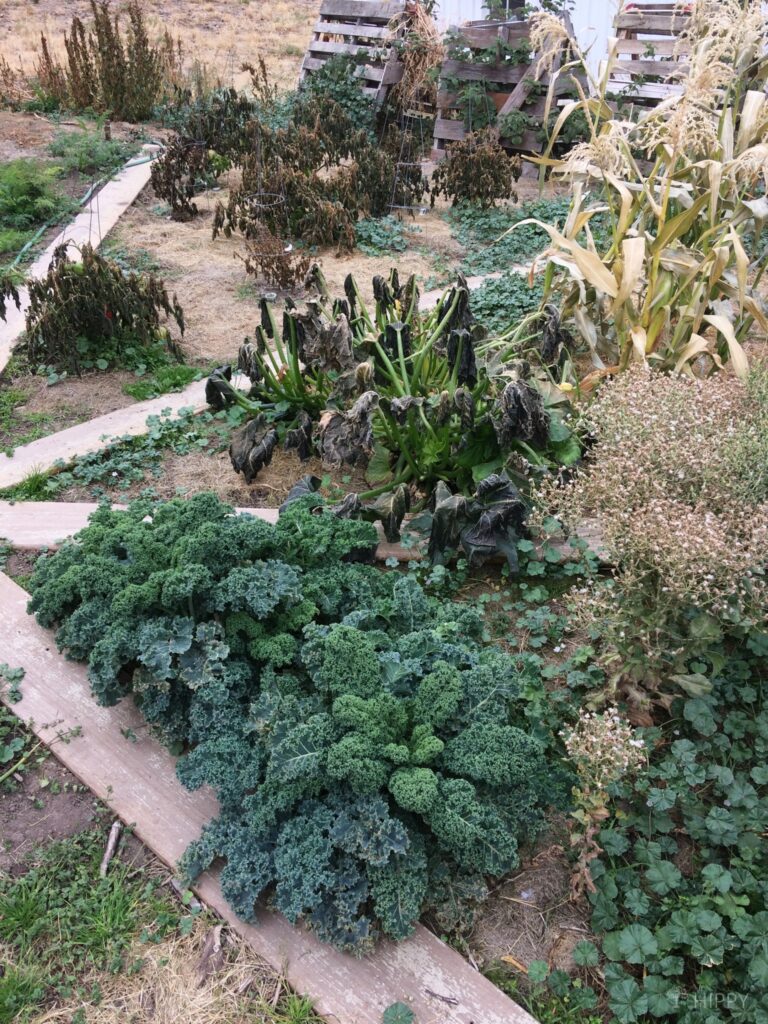 garden destroyed by frost (except for kale)