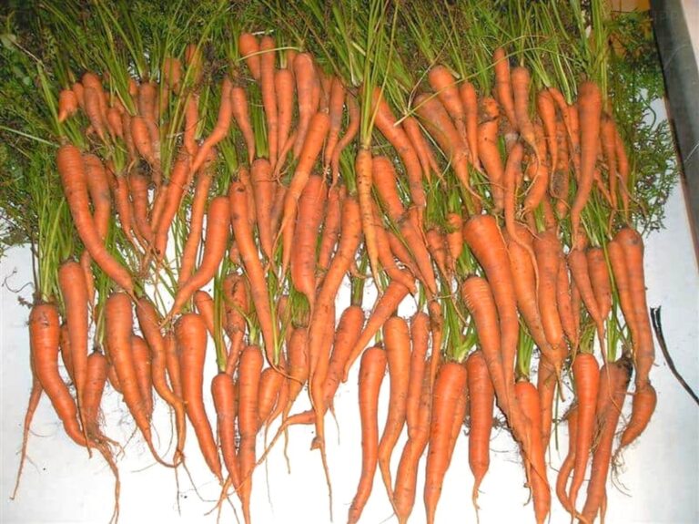 harvested carrots