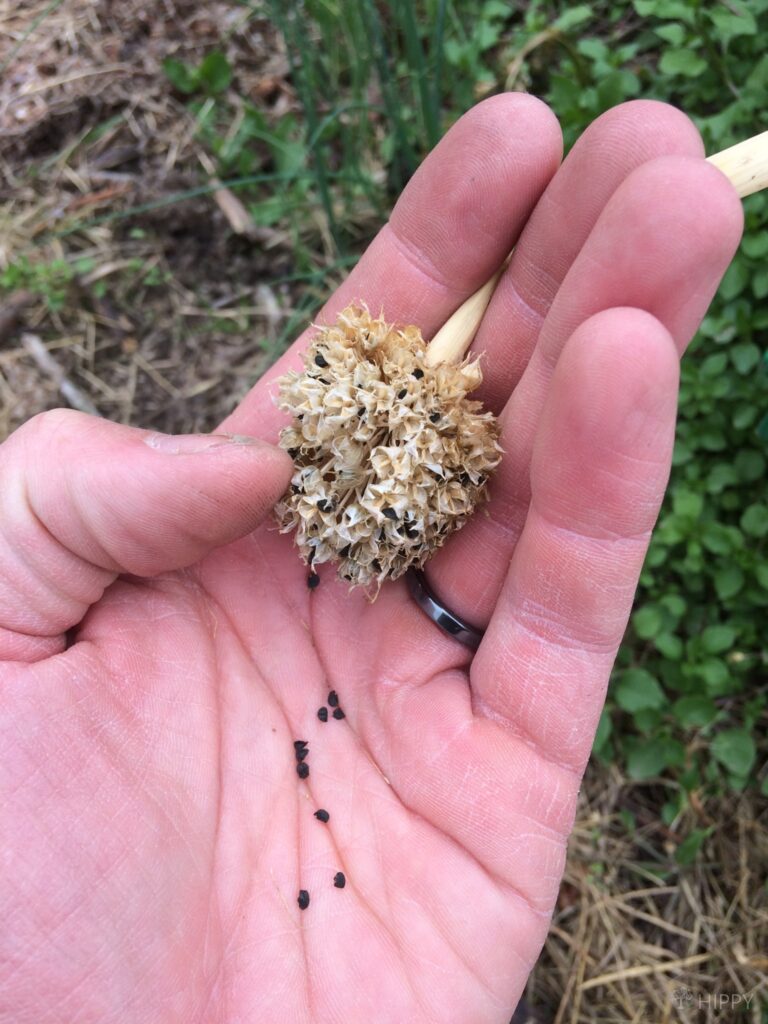 harvested onion seeds in hand for re-planting
