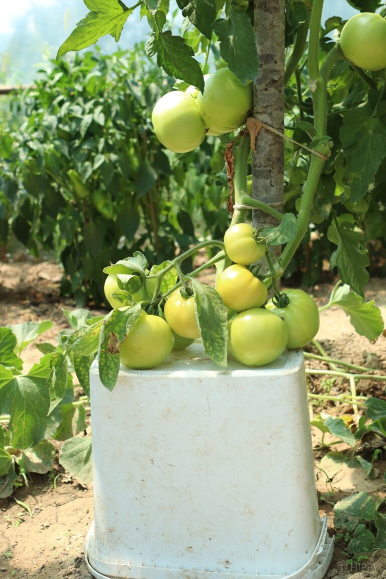 heavy tomato branch sustained by plastic bucket