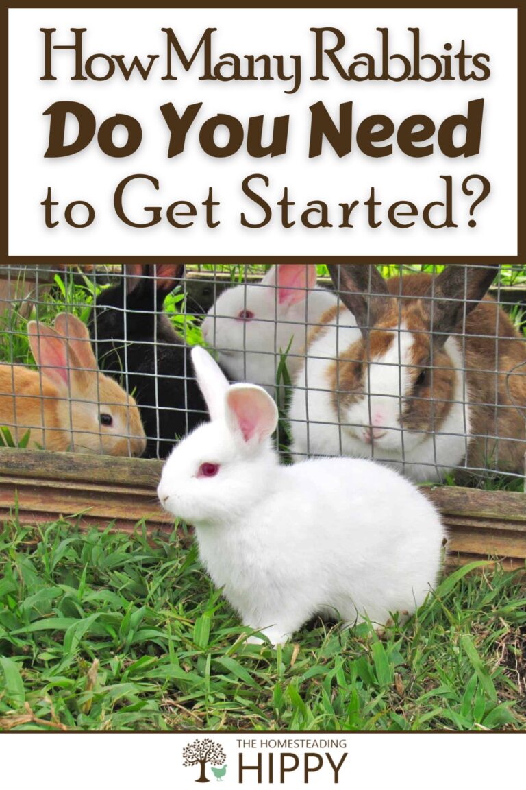 how many rabbits to get started pinterest