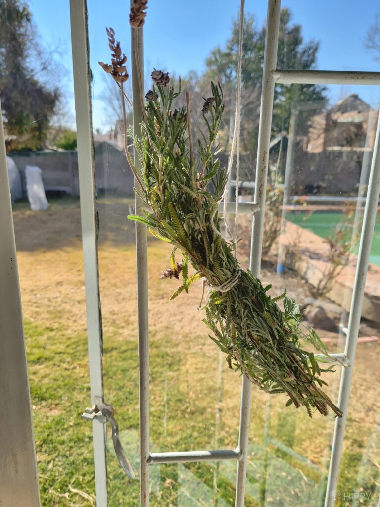 lavender hung up to dry