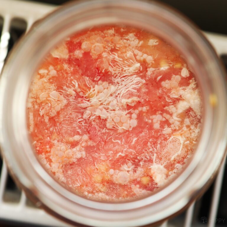 mold on top of fermented tomato pulp