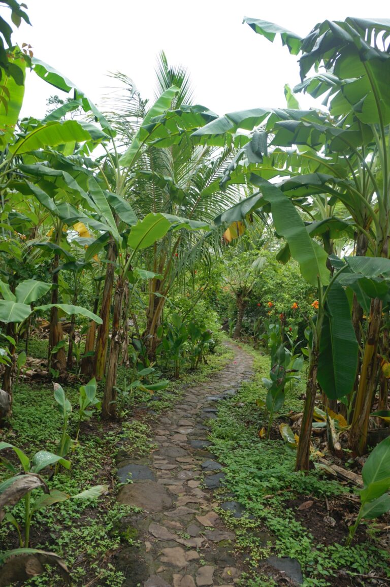 paved pathway in permaculture garden in zone 1