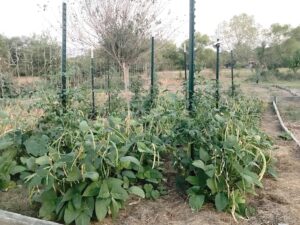 peas on a trellis in permaculture zone 1
