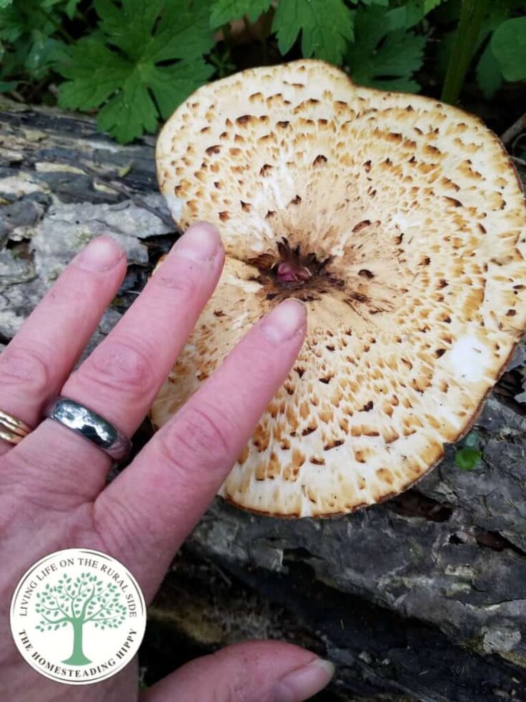 pheasant back mushroom next to hand for size comparison